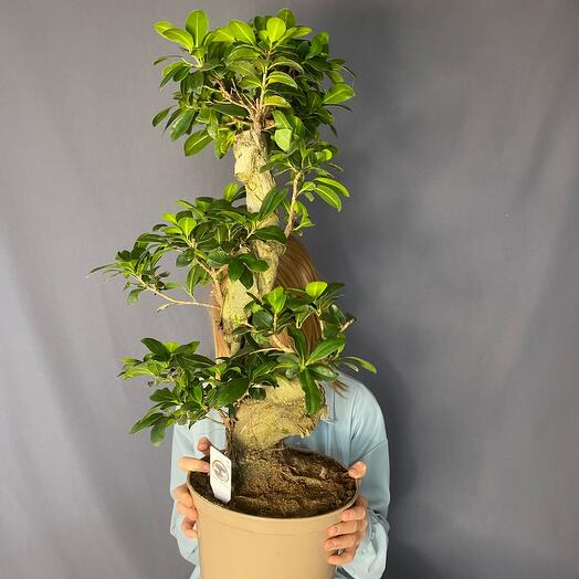 Indoor plant Ficus Ginseng 23/45