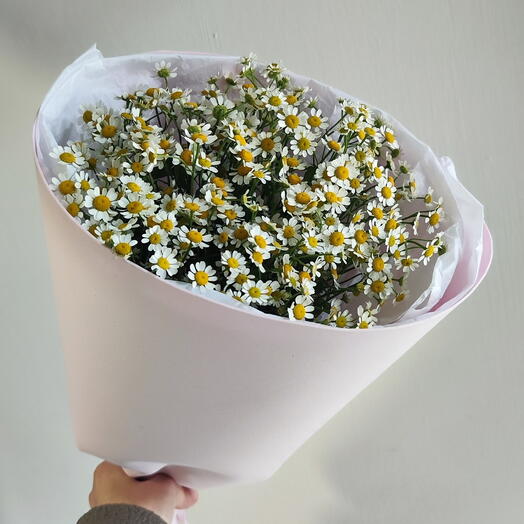 Goosebumps Daisies