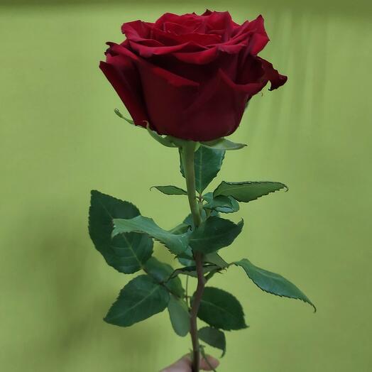 The rose is red