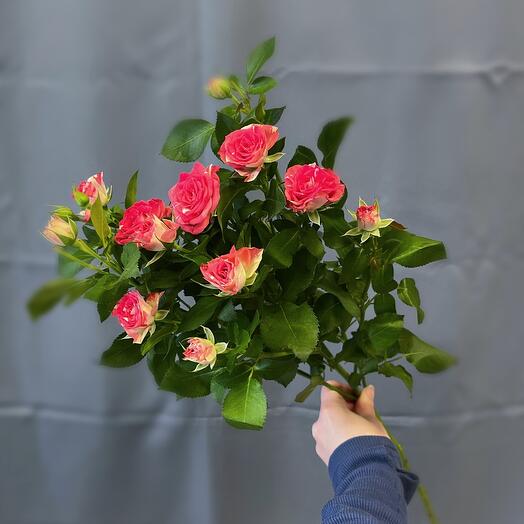 Роза кустовая Фаерфокс