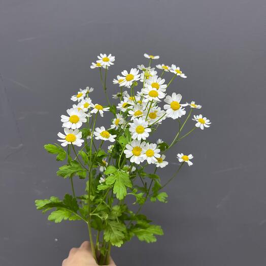 Chamomile tanacetum