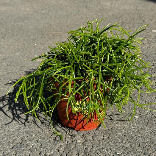 Лесной кактус Рипсалис