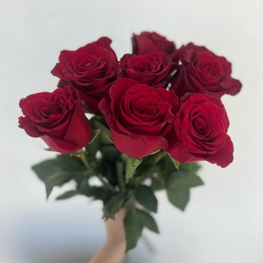 Rosa Explorer