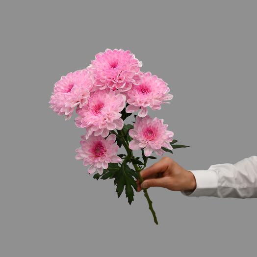 Rose Bush Chrysanthemum