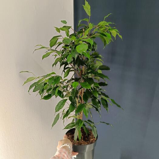 Фикус Бенджамина Даниэль 45-50см