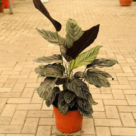 Calathea Sanderiana