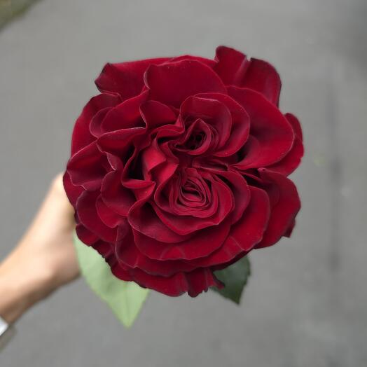 Роза Эквадор Пионовидная Hearts 70см