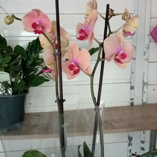 Orquídea phalaenopsis naranja (2 troncos, 50-60 cm). ¡las flores de interior siempre alegran! =)