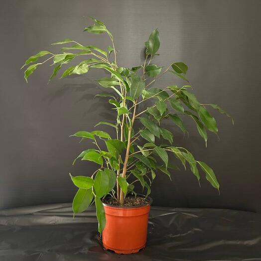 Комнатное растение Фикус "Бенджамина Даниэль"