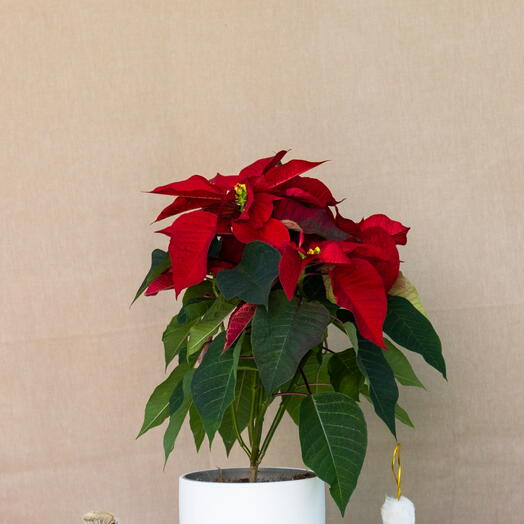 Poinsettia Christmas plant