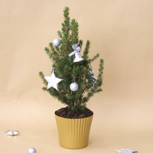 Mini Christmas Pine Tree