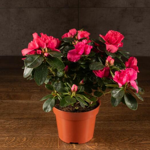 LuxuryPlants