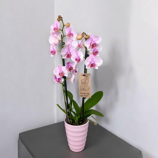 Orquidea Phalaenopsis Rosa Encantadora