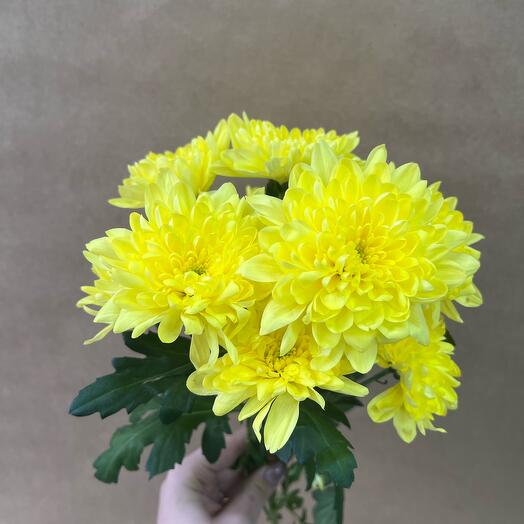 Chrysanthemum bush