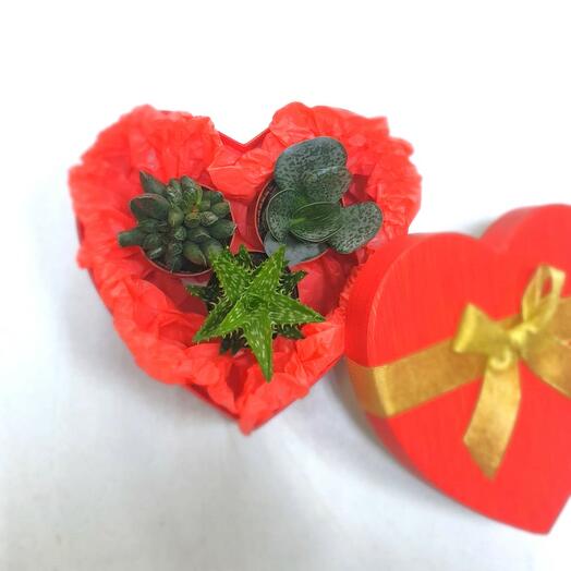 Коробочка с суккулентами