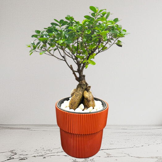 Ficus Bonsai – Ginseng Bonsai – Ficus Retusa Plant In a beautiful Plastic Pot