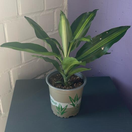 Комнатное растение драцена лайм