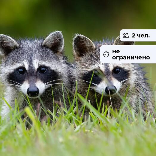 Забавные еноты. Посещение мини-зоопарка