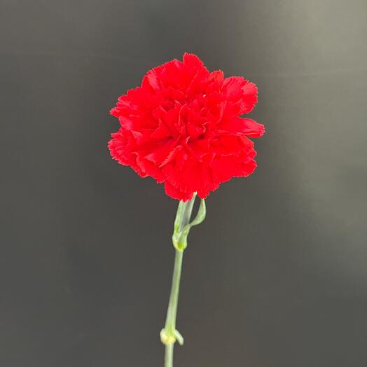 Гвоздика Красная