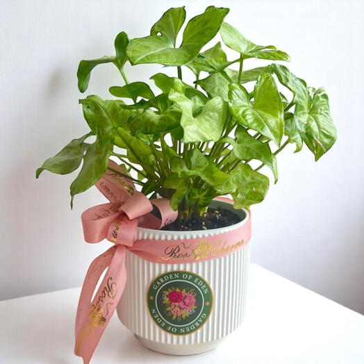 Syngonium Plant