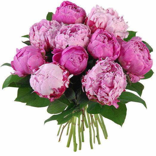 Pivoine violet