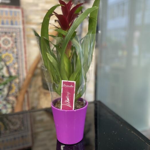 Bromelia Violette + Cache Pots 🫙