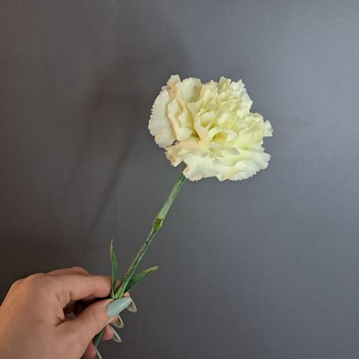 Диантус лимонный Джиоли