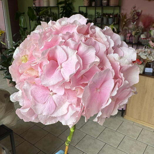 Рожева гортензія