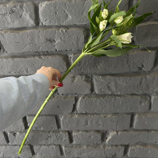 Just Flor