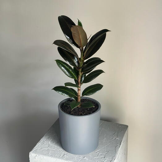 Фикус Эластика Абиджан