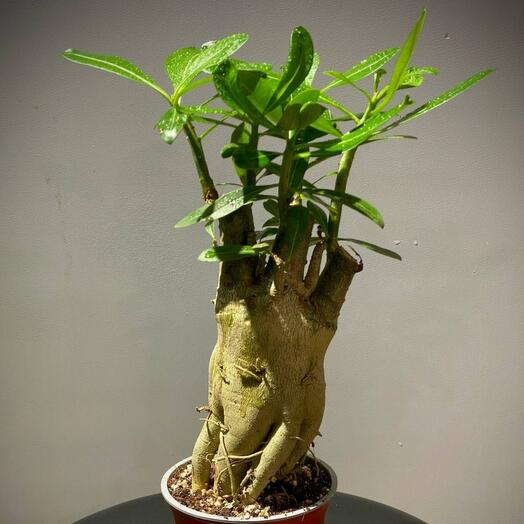 Адениум Обесум