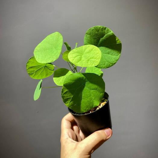 Стефания Субероза