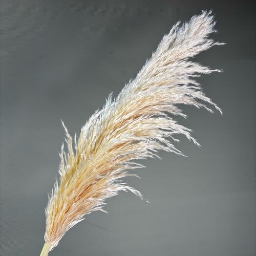 Картадерия