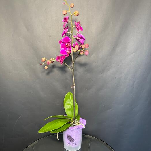 Живая орхидея насыщенного цвета фуксия