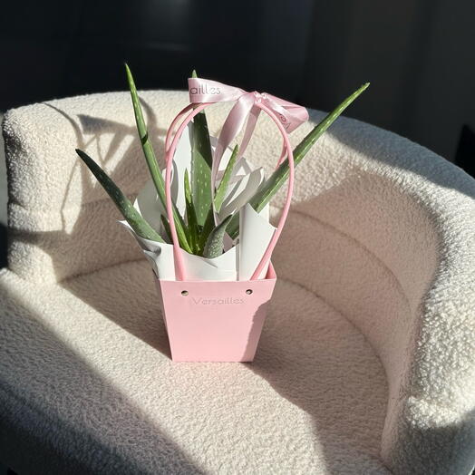 Алоэ вера в нежном оформлении