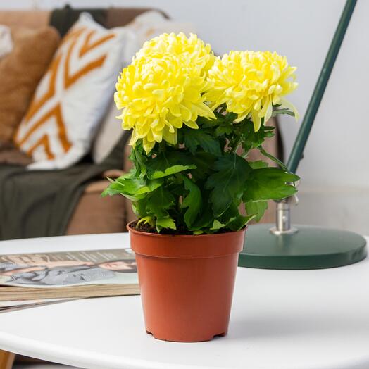 Chrysanthemum