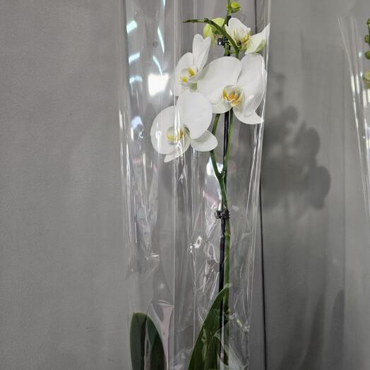 Фаленопсис