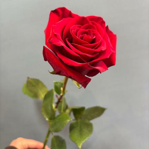 Бордовая роза
