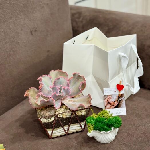 Комбо Флорариум для девушки и ракушка со мхом