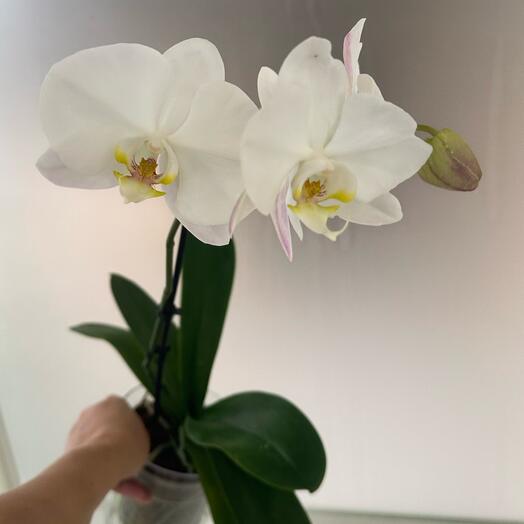 Фаленопсис Сого Юкидан Sogo Yukidian (цветёт )