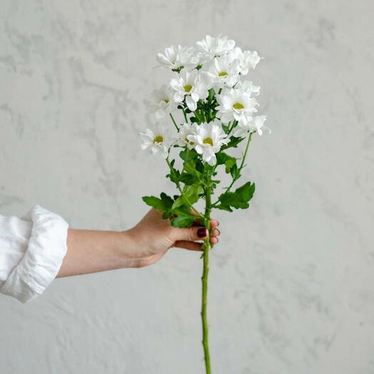 Хризантема ромашковая