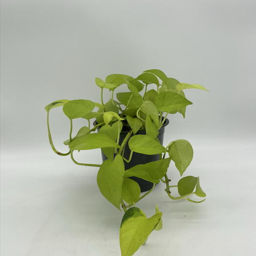 Эпипремнум «Неон»