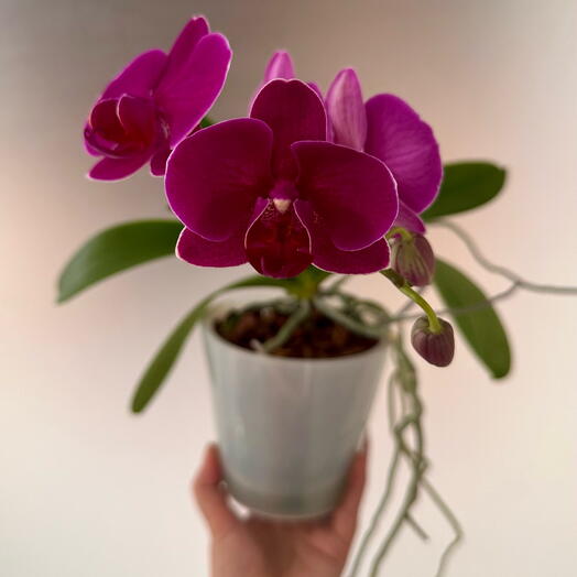 Фаленопсис  Mimesis Swan Pink
