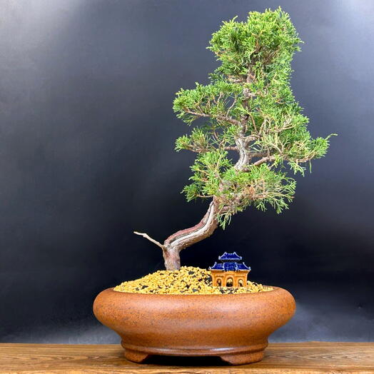 Бонсай Можжевельник 48 см, 35 лет