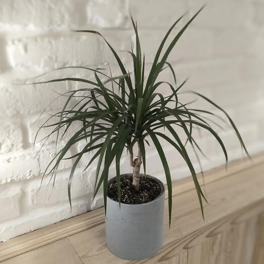 Драцена маргината( окаймленная) в кашпо. Коллеге