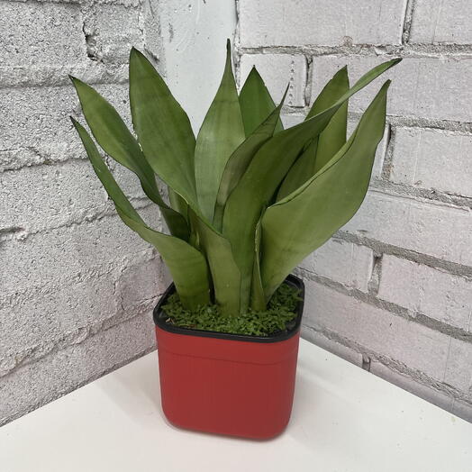 Сансевиерия Муншайн в кашпо