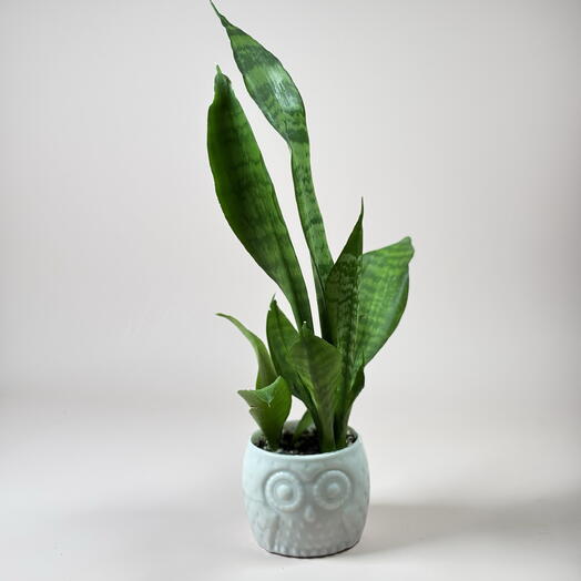 Сансивиерия в кашпо