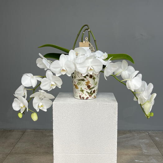 WILD ORCHID настольная орхидея из рождественской коллекции в подарочной упаковке-коробке