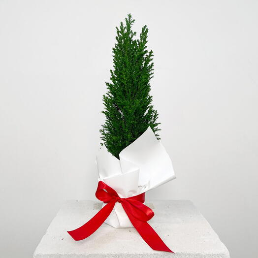 Кипарисовик Лавсона Элвуди д9см в белой подарочной упаковке с красной лентой