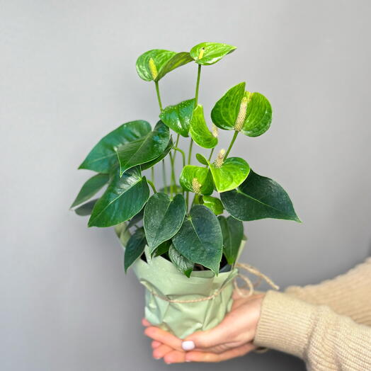 Антуриум зеленый